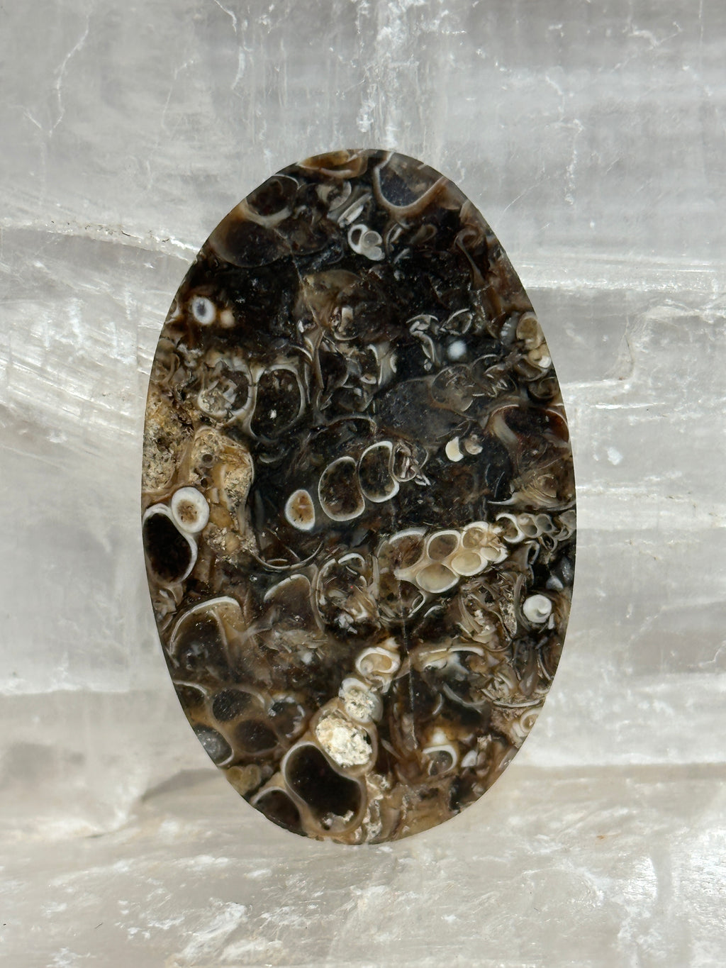 Turritella Agate Cabochon-large polished loose shell stone for jewelry making