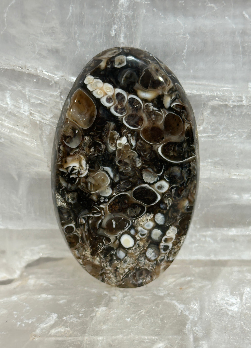 Turritella Agate Cabochon-large polished loose shell stone for jewelry making