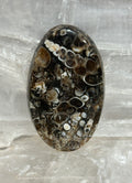 Turritella Agate Cabochon-large polished loose shell stone for jewelry making