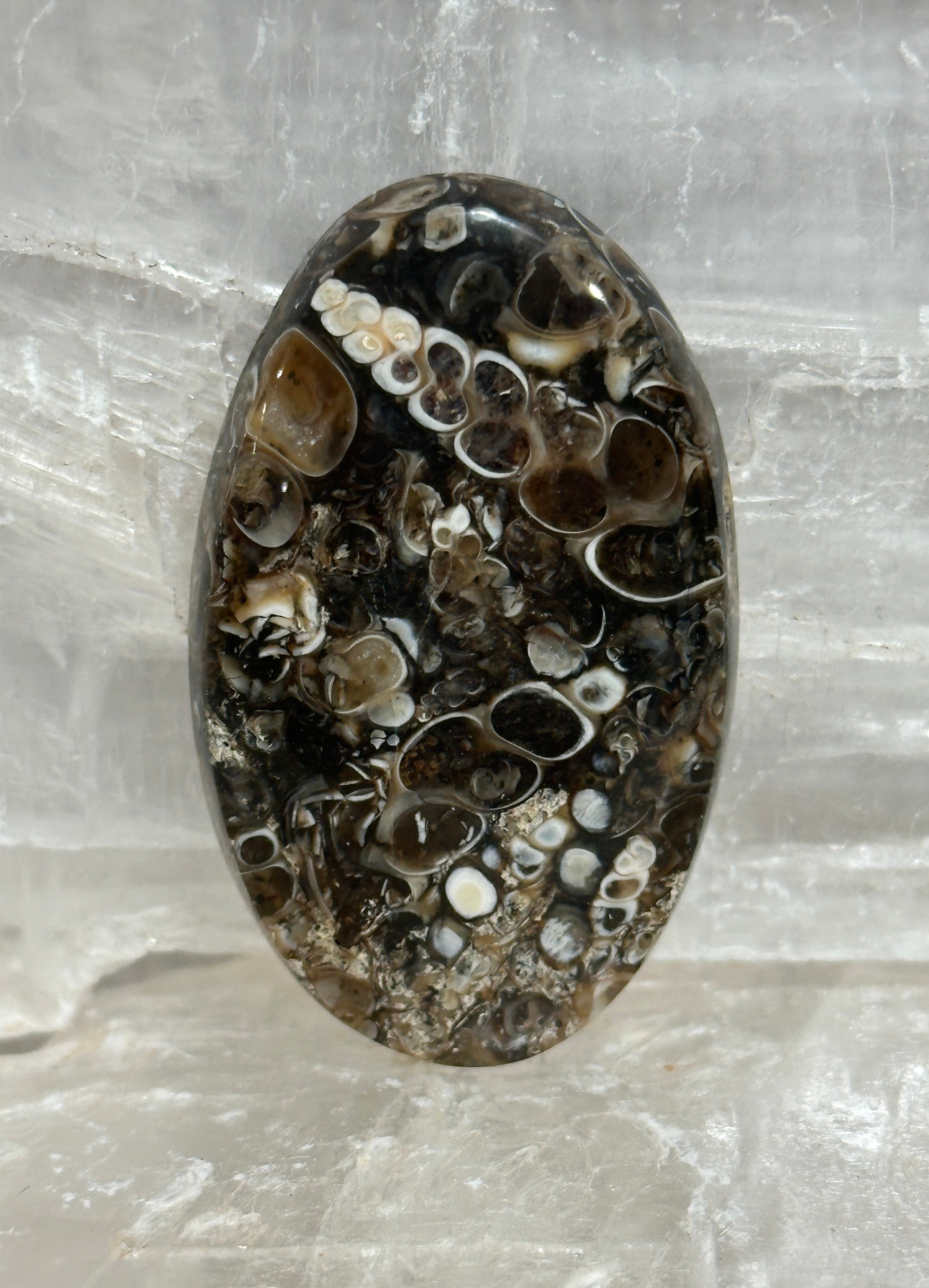 Turritella Agate Cabochon-large polished loose shell stone for jewelry making
