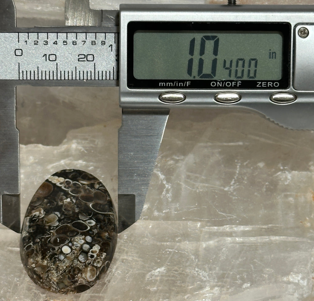 Turritella Agate Cabochon-large polished loose shell stone for jewelry making