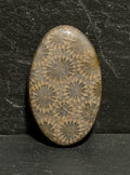 Fossilized Coral Cabochon, Flower Agatized Coral, Natural Starburst Pattern, Oval Polished Jewelry Making Gemstone