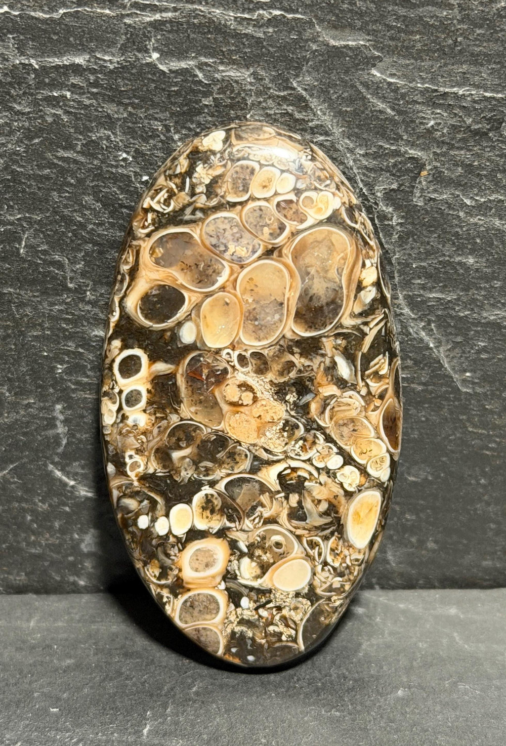 Turritella Agate Cabochon, Fossil Agate, Double Sided Large Cabochon, 51mm Natural Gemstone, Hand Cut Lapidary Stone