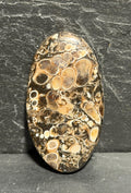 Turritella Agate Cabochon, Fossil Agate, Double Sided Large Cabochon, 51mm Natural Gemstone, Hand Cut Lapidary Stone