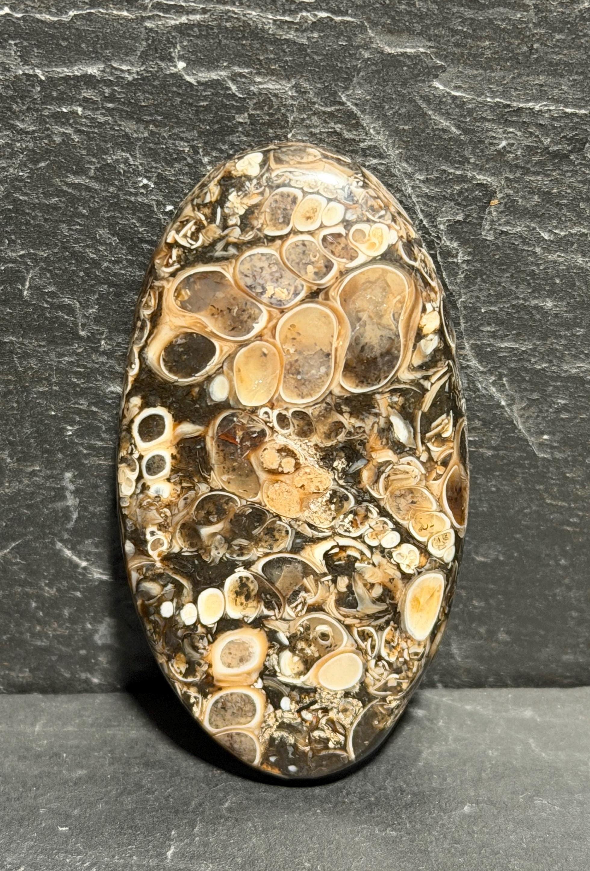 Turritella Agate Cabochon, Fossil Agate, Double Sided Large Cabochon, 51mm Natural Gemstone, Hand Cut Lapidary Stone