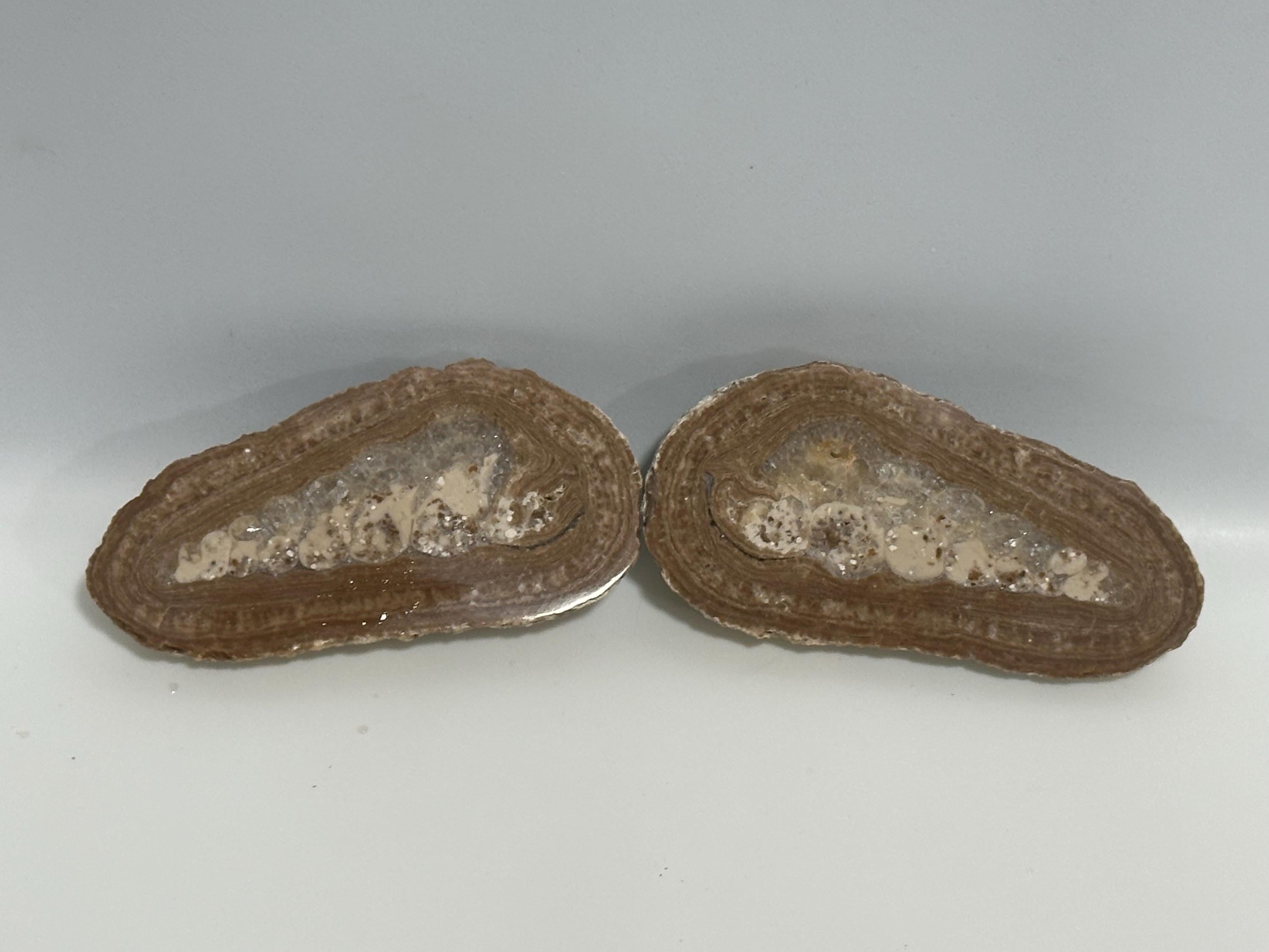 Shell fossil, bisected and polished, 50+ million years old
