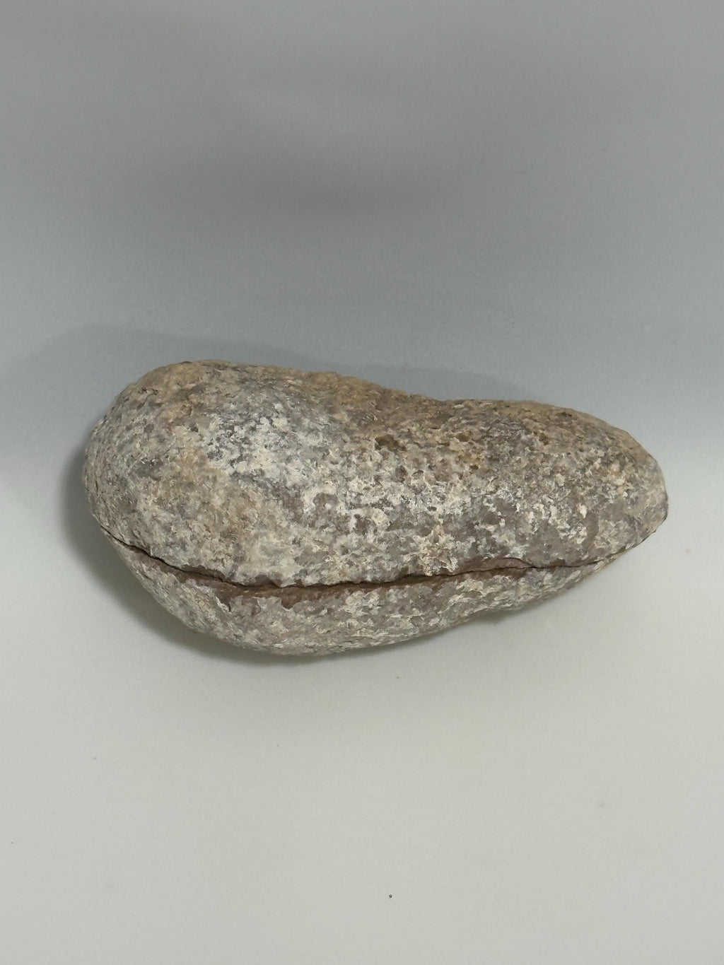 Shell fossil, bisected and polished, 50+ million years old