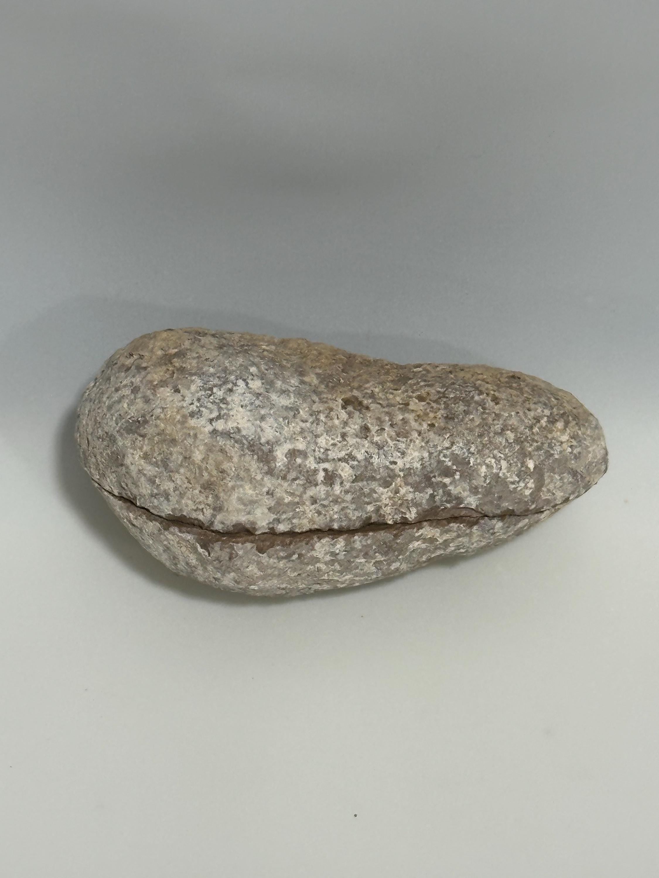 Shell fossil, bisected and polished, 50+ million years old