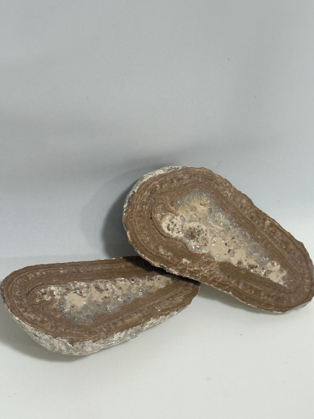 Shell fossil, bisected and polished, 50+ million years old