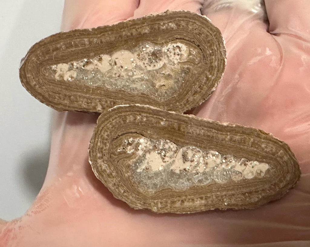 Shell fossil, bisected and polished, 50+ million years old