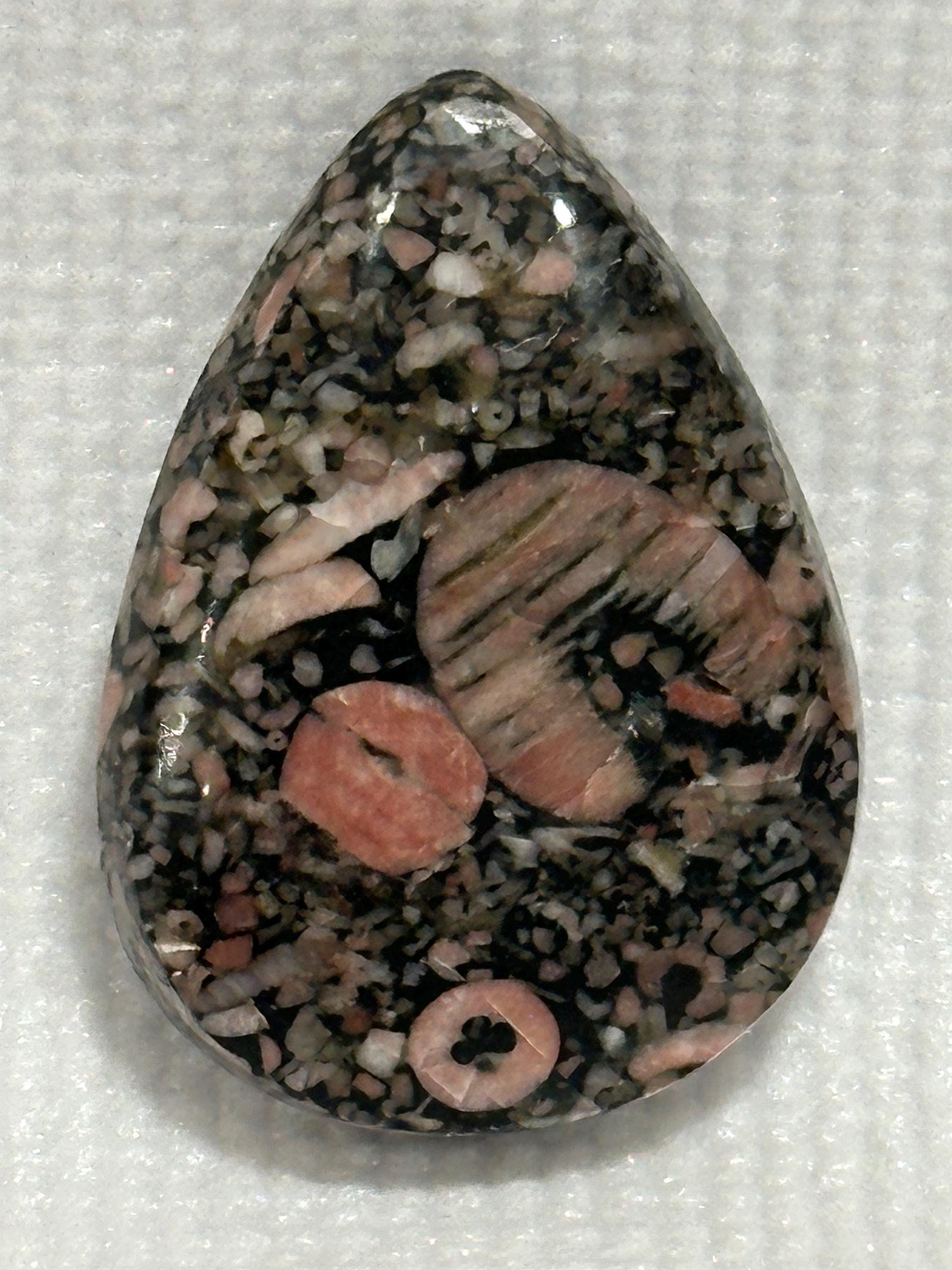 Crinoid natural fossilized stone teardrop cabochon for jewelry making