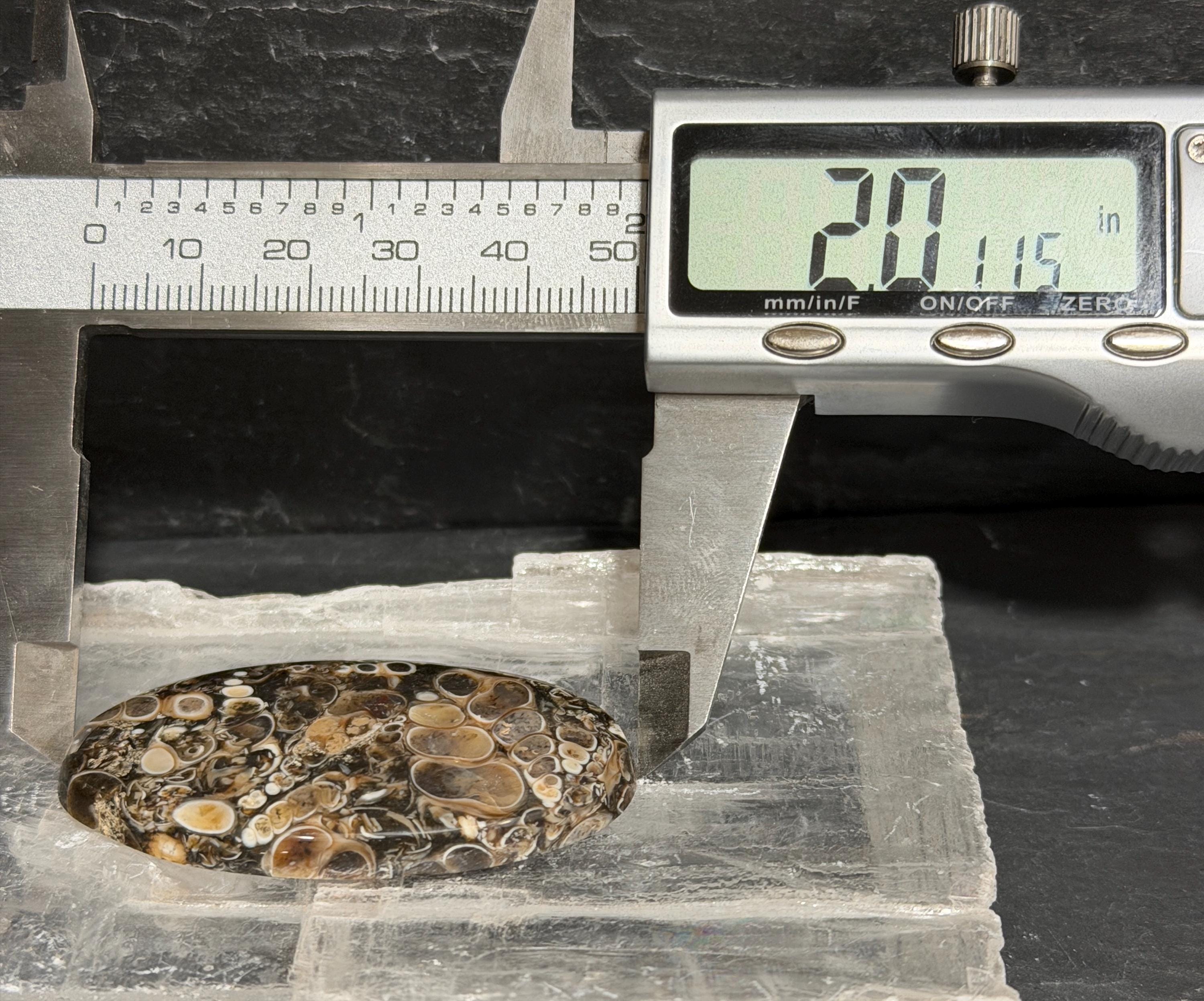 Turritella Agate (fossilized shell stone) LARGE oval cabochon for jewelry making
