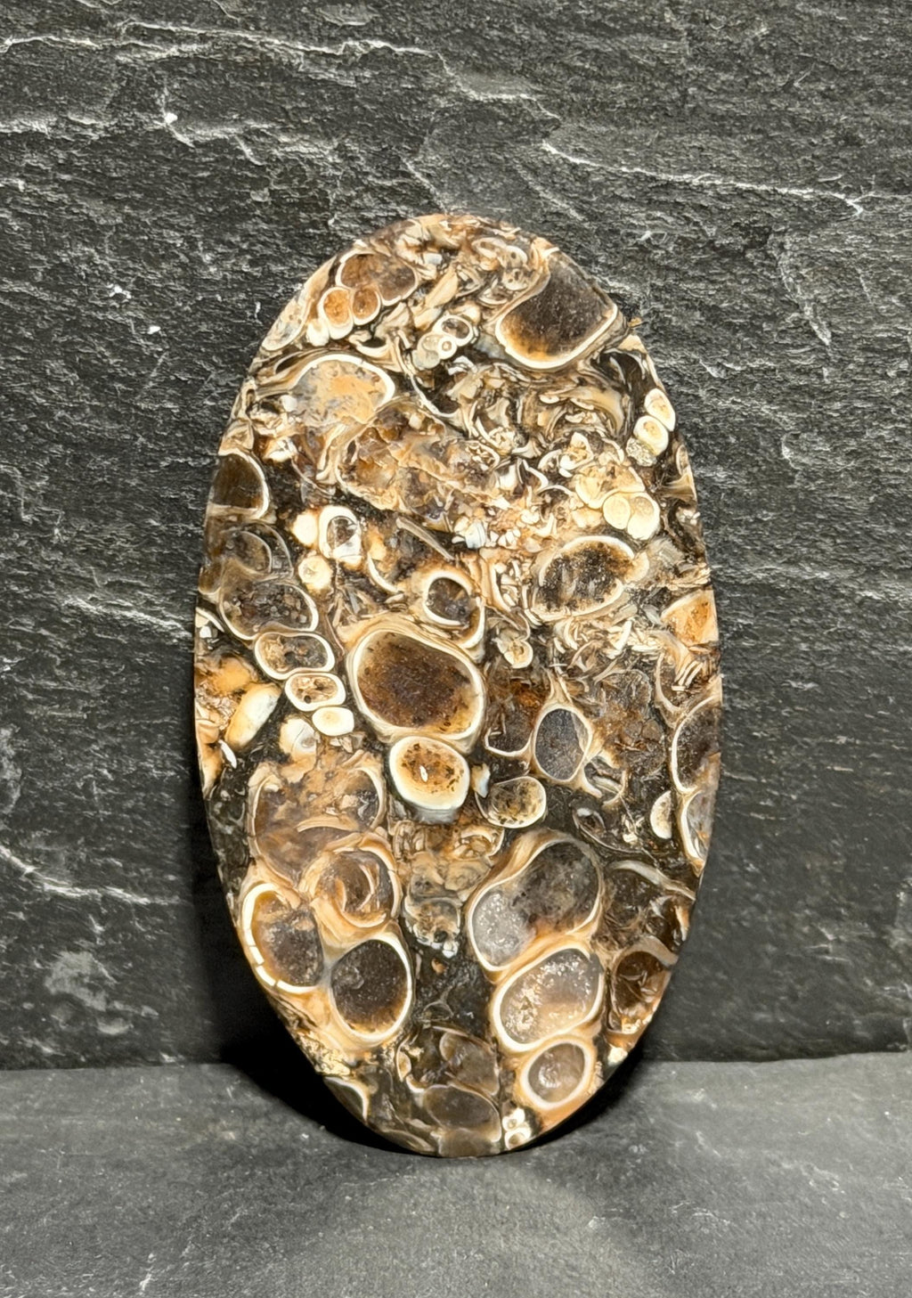 Turritella Agate (fossilized shell stone) LARGE oval cabochon for jewelry making