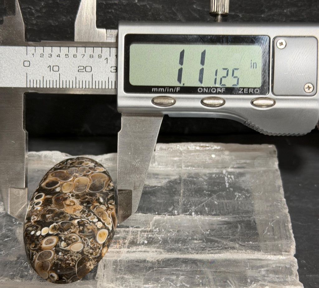 Turritella Agate (fossilized shell stone) LARGE oval cabochon for jewelry making