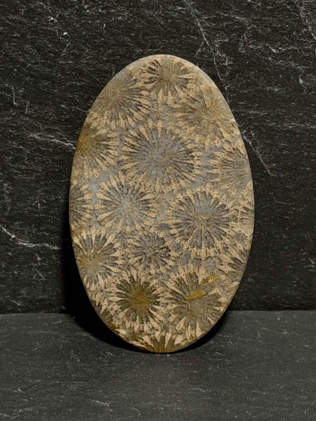 Fossilized Coral Cabochon, Flower Agatized Coral, Natural Starburst Pattern, Oval Polished Jewelry Making Gemstone