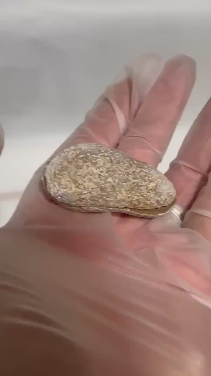 Shell fossil, bisected and polished, 50+ million years old