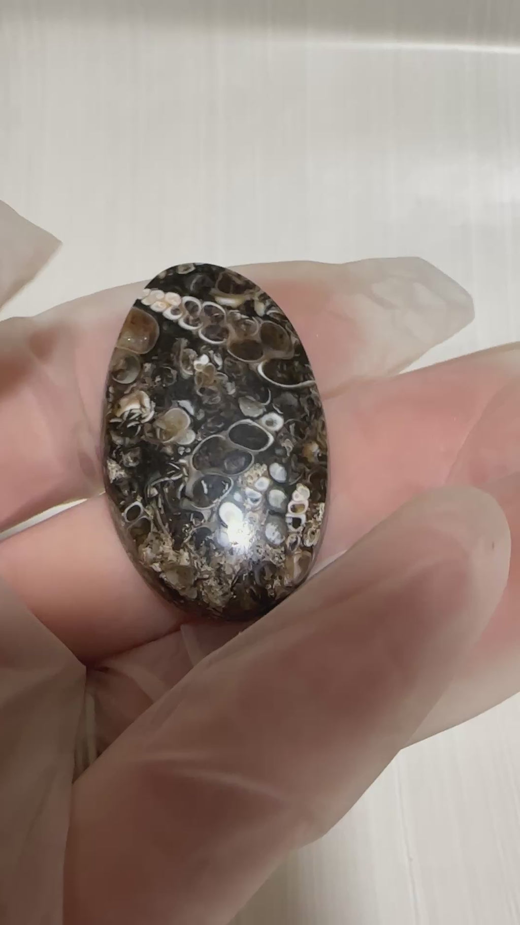 Turritella Agate Cabochon-large polished loose shell stone for jewelry making